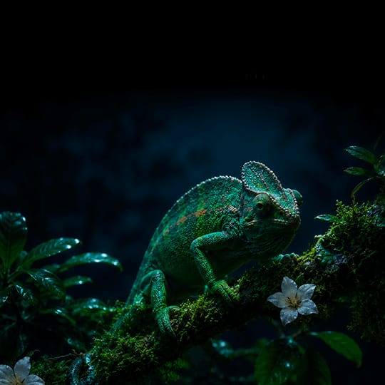 Agora-1 世界状态